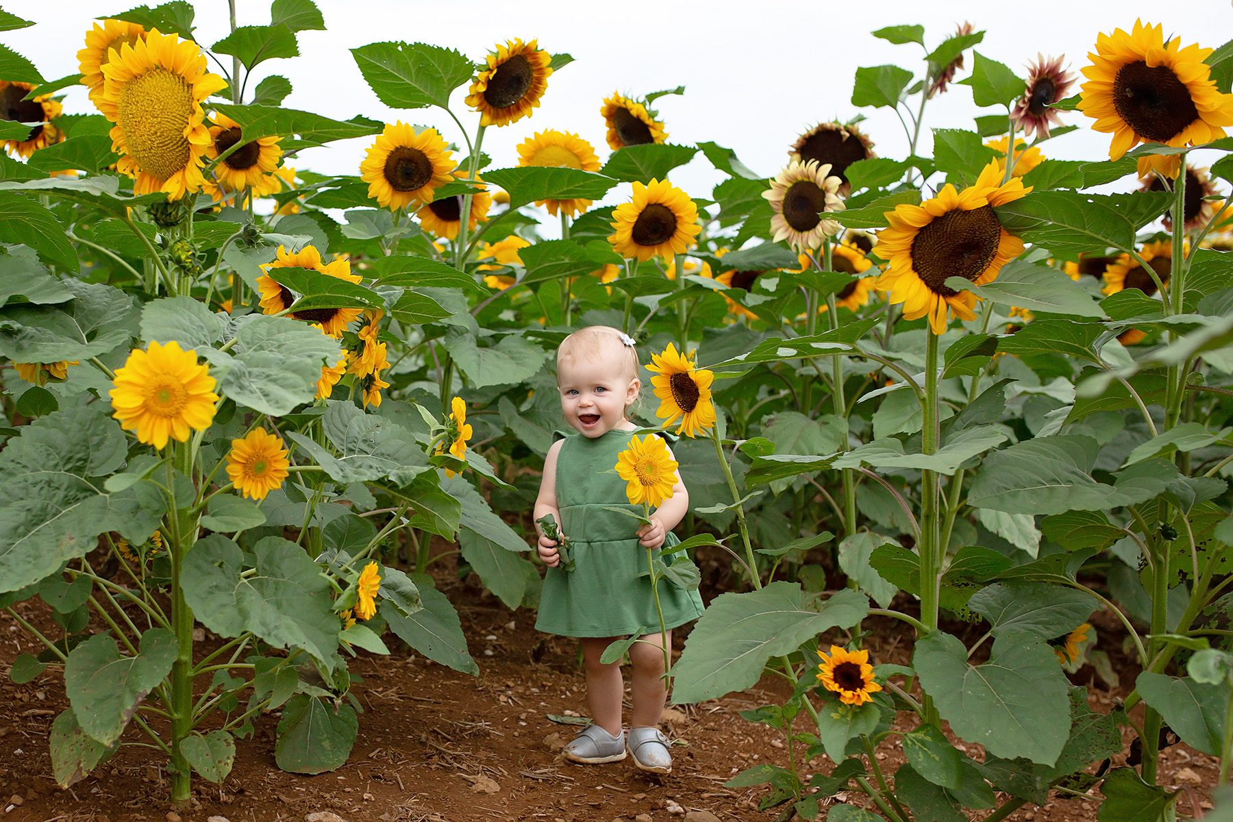 young girl holding a sunflower in a sunflower field